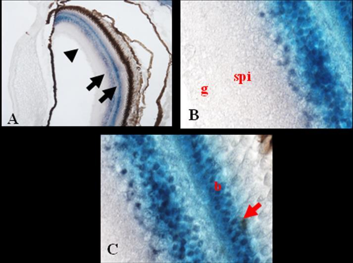 Risultati II a Parte 7 Figura 7.7 Localizzazione di Cryl1-mRNA nella retina di Danio rerio esposto a 20 microm di cadmio per 30 giorni.