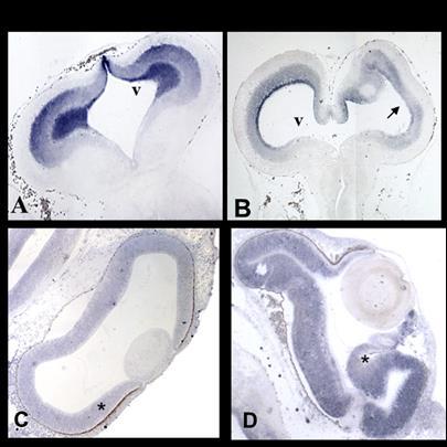 Risultati II a Parte 7 Figura 7.12: localizzazione dell MT-mRNA nell encefalo e nell occhio di embrioni trattati con cadmio.