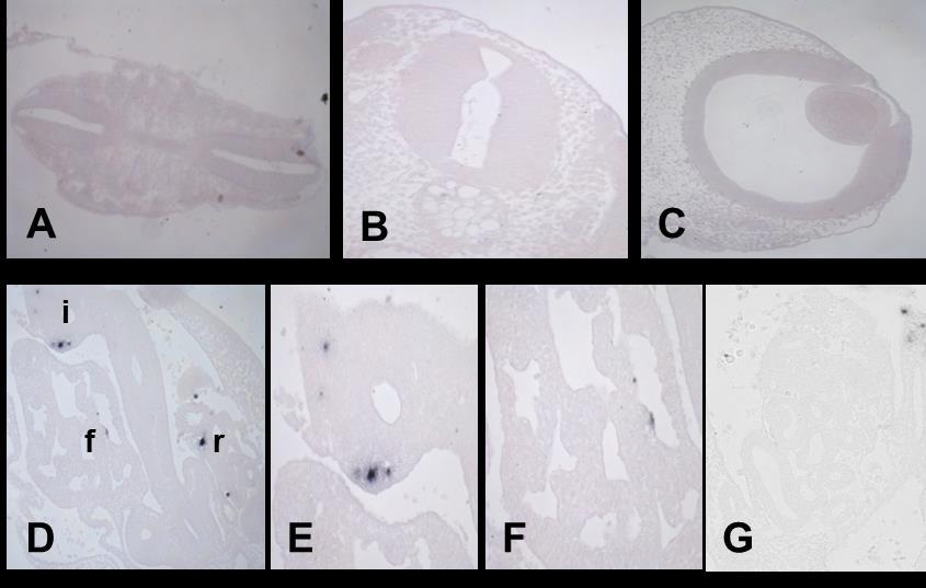 Risultati II a Parte 7 Figura 7.13: Localizzazione dell'hsp70-mrna negli stadi precoci dello sviluppo. (A) tubo neurale. (B) midollo spinale, non marcato, con vertebra in formazione.