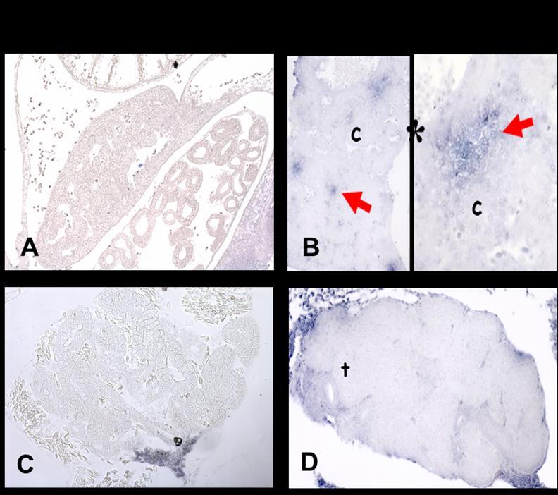 Risultati II a Parte 7 Figura 7.16: Localizzazione dell HSP70mRNA nel fegato e nel rene di embrioni trattati a 10 C A) Fegato: si nota l assenza della marcatura.