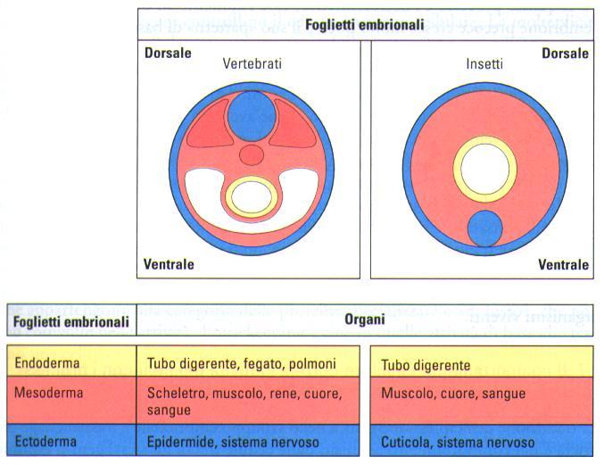 L embriogenesi 1 Deuterostomi il blastoporo darà origine all orifizio aborale, e la cavità celomatica si origina per enterocelia, ovvero dalla fusione di vescicole che si formano nell endomesoderma.