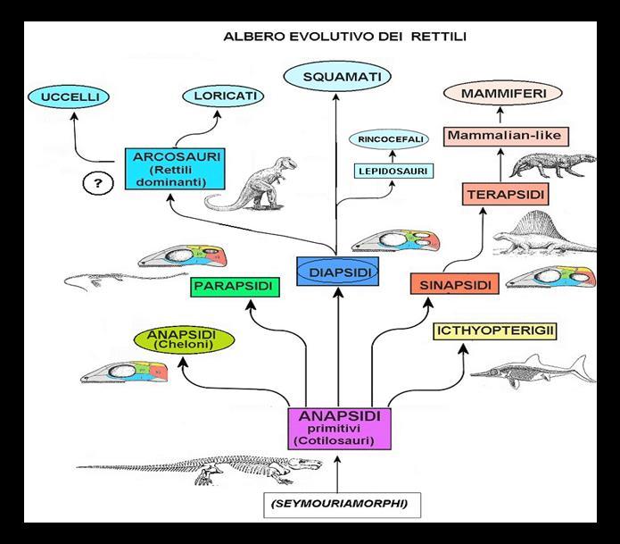 Scopo della ricerca e sistemi biologici 4 Nella storia evolutiva dei Vertebrati, i Rettili occupano un posto di primaria importanza perché furono le prime forme strettamente terrestri che diedero