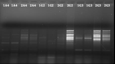 Risultati I a Parte 6 Figura 6.2: Elettroforesi su gel di agarosio dei prodotti ottenuti dal DDRT-PCR. Le bande up-regolate sono evidenziate in rosso.