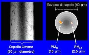 Quale è la natura del PM10 /PM2.5? Materiale eterogeneo Particelle più fini Dimensioni del PM10 e del PM2.