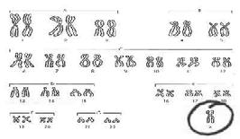 partial inactivation of one X chromosome.