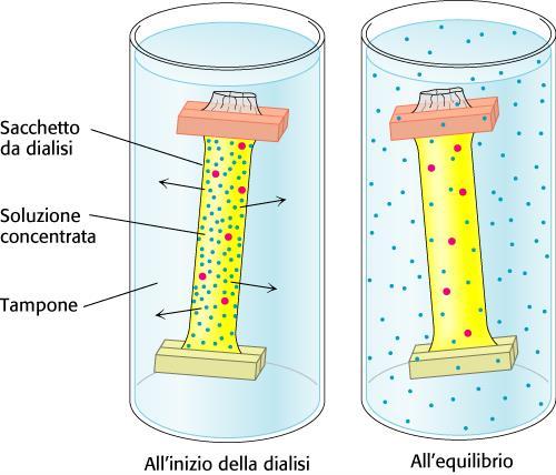 SALTING OUT E DIALISI 2) SALTING OUT aggiunta di solfato di ammonio - un sale altamente igroscopico (NH 4 ) 2 S0 4 20% 40% proteine meno solubili