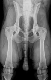 La displasia dell'anca consiste in una malformazione dell'articolazione dell'anca che si sviluppa durante la crescita del cane.