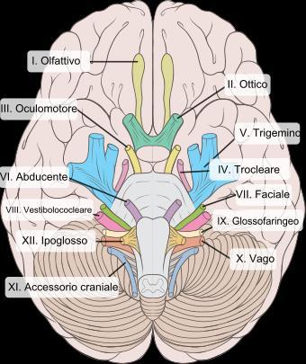 Figura 11: il nervo trigemino Figura 12: efferenze dei nervi ipoglosso, trigemino e faringeo all encefalo La