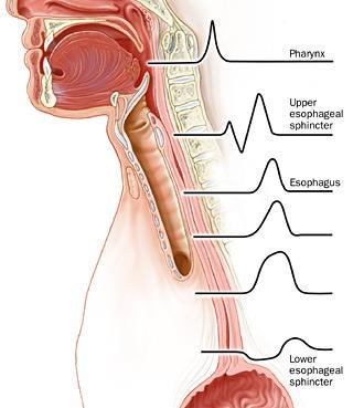 Figura 6: onde peristaltiche peculiari dei distretti del tratto gastrointestinale.