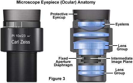 Microscopio ottico - OCULARE http://zeiss-campus.magnet.fsu.edu/articles/basics/ opticalsystems.