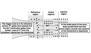 La sezione successiva della membrana diventa depolarizzata, e si aprono i canali del sodio in questa regione dell assone.