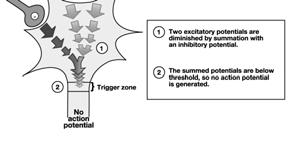 Due stimoli che, sommati, potrebbero essere soprasoglia vengono diminuiti da un potenziale graduato inibitorio iperpolarizzante.