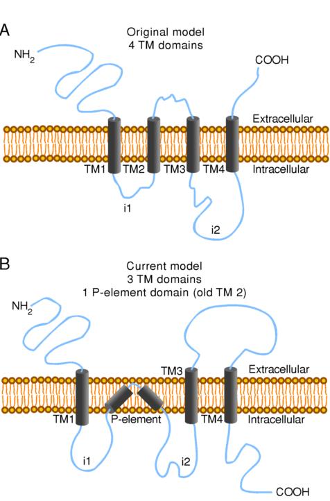 I recettopri ionotropi del glutammato hanno tre domini transmembrana ed un loop rientrante nachr o GABA A 5 subunità Glutamate