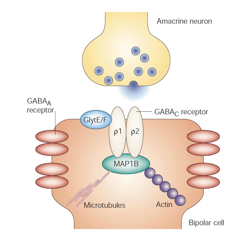 microtubule associated