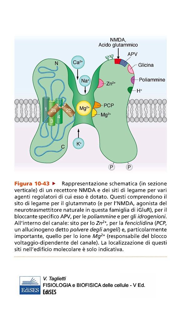 Recettori del Glutammato NMDA (N- metil-d-aspartato) Molto espressi in corteccia e nell ippocampo: 7 varianti di NMDAR1; 4 varianti di NMDAR2 Richiede un co-agonista per l attivazione: glicina Ha