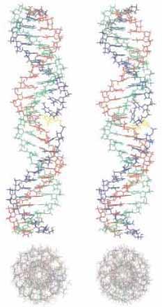 Strutture non usuali del DNA Due sistemi