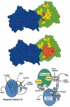 Modelli molecolari del cofattore dell eparina II