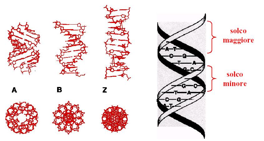 Oligonucleotidi come modelli di acidi nucleici: