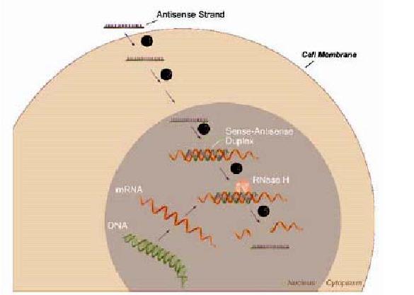 Meccanismo d azione degli oligonucleotidi antisenso: 1)