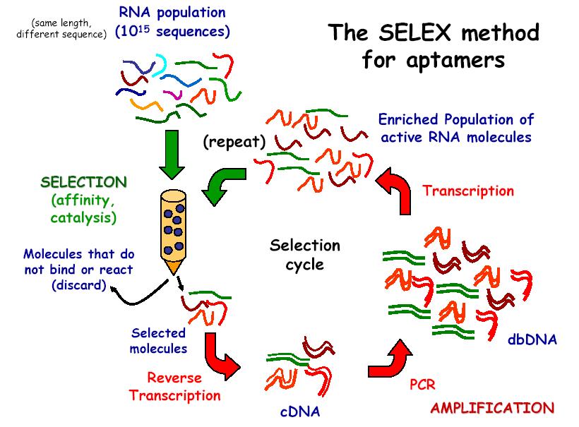 SELEX: Selective Evolution of Ligands by