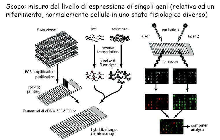 Array ad alta