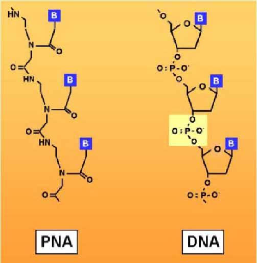 Peptide Nucleic Acids (PNA):
