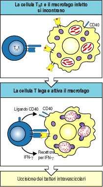 I Linfociti T-helper T H 1 e l attivazione dei macrofagi Il ligandocd40 viene espresso nelle vicinanze del legame col macrofago.