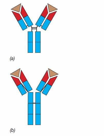 Gli Anticorpi Immunoglobuline di tipo M (IgM) A differenza delle IgG, le IgM possiedono un quarto dominio costante sulla porzione C-terminale delle catene pesanti.