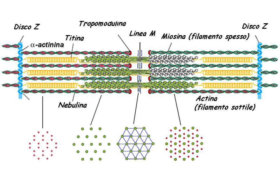 Banda I Banda A Tropomodulina (alla estremità -) estremità + Banda H Altre componenti dei miofilamenti: Nebulina: proteina ad alto p.m. (600 kd); lega l actina e regola la lunghezza dei filamenti sottili Titina (p.