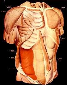 muscolo scheletrico: funzioni movimenti volontari delle diverse parti dello scheletro mantenimento della