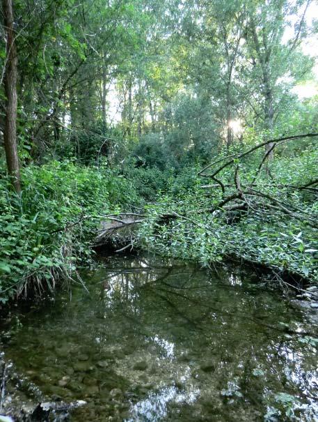 Foreste alluvionali di Alnus glutinosa e Fraxinus