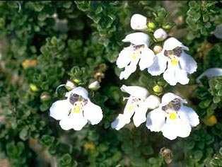 Prostanthera cuneata luglio-settembre o rosa arbusto coprisuolo sempreverde PREZZO UNITARIO in