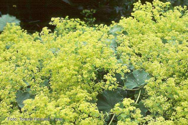 ACQUISTARE 1 PREZZO UNITARIO in 13,00 PREZZO TOTALE in 13,00 14 Alchemilla mollis Alchemilla luglio-agosto giallo-verde erbacea perenne con grandi