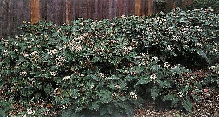 18 Viburnum davidii luglio-agosto arbusto sempreverde,