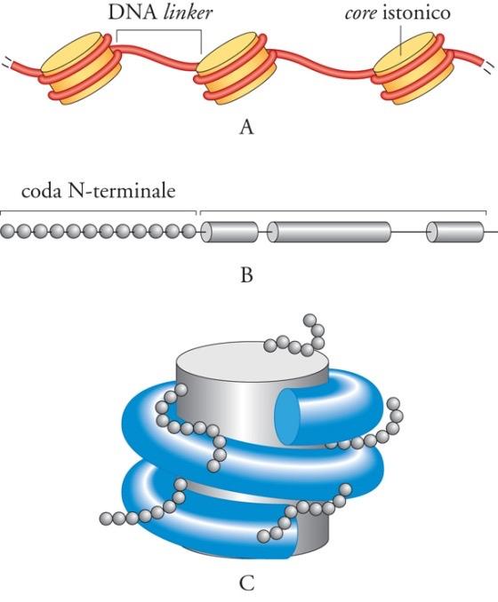 Figura 6. Tipi di RNA. Organizzazione del DNA nei cromosomi eucariotici Negli eucarioti, il DNA è organizzato nel nucleo in una struttura nucleoproteica nota come 'cromatina'.