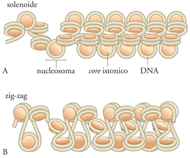 Figura 7. Il primo livello di organizzazione della cromatina. (A) Rappresentazione grafica della fibra da 10nm, o collana di perle: le perle sono i nucleosomi, formati da proteine, gli istoni, e DNA.