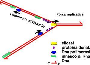 3 Fase: a) Sul filamento principale, a partire da una estremità del DNA aperto si iniziano a legare i nuovi nucleotidi aventi basi complementari ai nucleotidi del filamento stampo b) Sul filamento