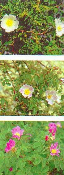 Genere Rosa Le Rose sono arbusti con rami sarmentosi, rampicanti, spinosi, diffusi, con oltre 100 specie (ma secondo alcuni Autori le specie sarebbero circa 500), nelle regioni temperate e
