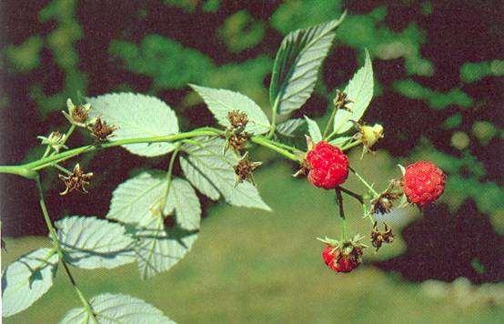 Rubus idaeus L., lampone. CARATTERISTICHE Arbusto sarmentoso, alto 1-2 m, con rami piu o meno eretti e con deboli aculei.
