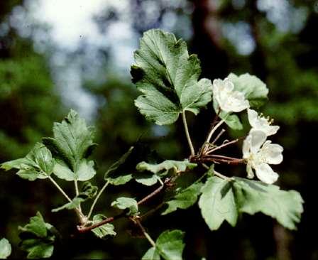 Malus florentina (Zuccagni) Schneider MORFOLOGIA Cespuglio o alberello senza spine, foglie a contorno
