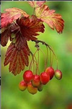 Fiori in corimbi, sepali caduchi, petali bianchi, frutto ellissoideo (1 cm) rosso-pallido.