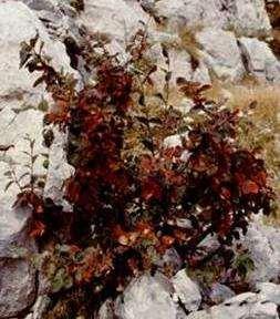 Cotoneaster nebrodensis (Guss.) Koch, cotognastro bianco MORFOLOGIA Arbusto caducifoglio alto 0,5-2 m, poco ramificato, con rami giovani tomentosi.