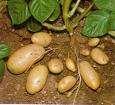 SOLANACEAE Sono piante raramente legnose (pomo di Sodoma), spesso erbacee con fusto eretto (patata, melanzana) o rampicante