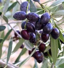 produce frutti commestibili. La domesticazione dell olivo.