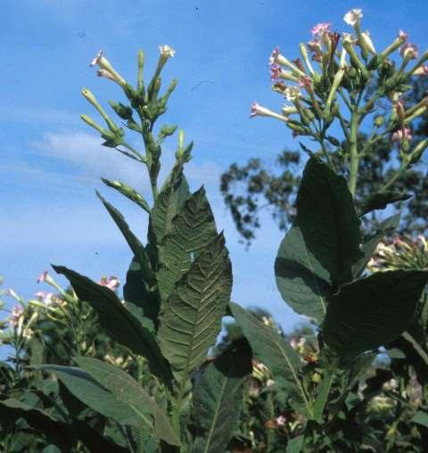 Nicotiana