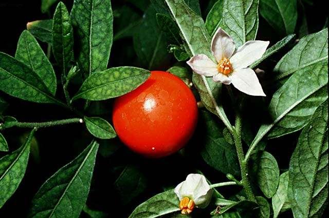 Solanum pseudocapsicum