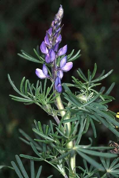 Lupinus