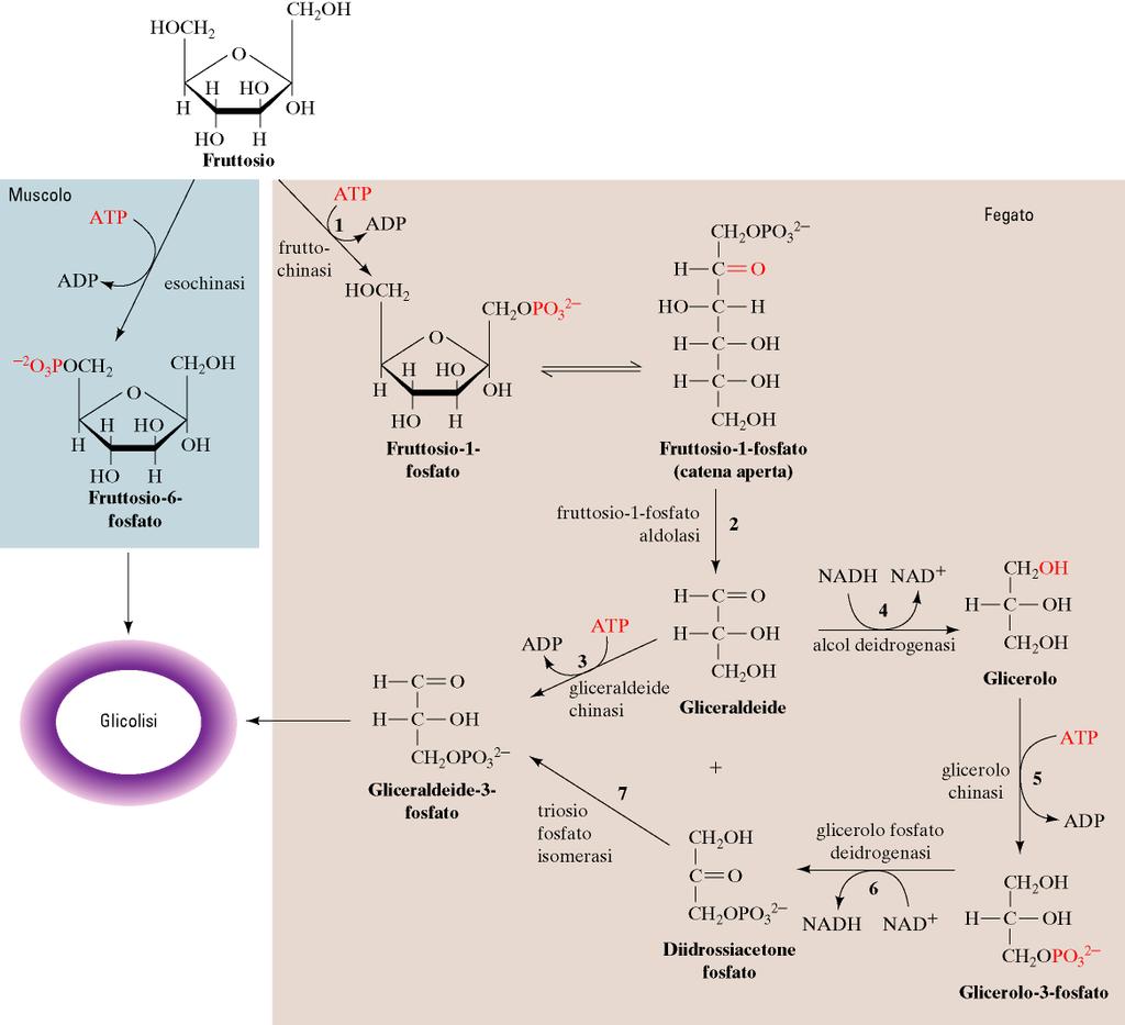 Il metabolismo del fruttosio è quasi esclusivamente epatico (aldolasi B) D. Voet, J.G.