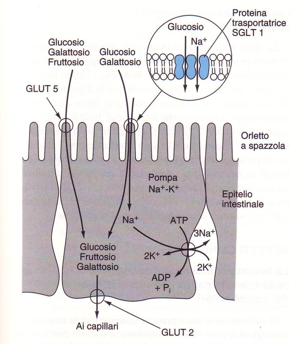 Trasporto di glucosio, fruttosio e galattosio attraverso l epitelio intestinale Membrana apicale SGLT1: permette il trasporto attivo di glucosio e galattosio contro gradiente di concentrazione