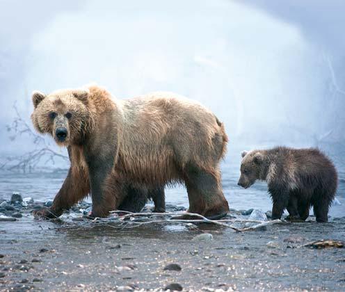 RUSSIA / DEDICATO A... Kamchatka l oriente più estremo La Russia comprende anche l Oriente più estremo, che l immaginario collettivo collega soltanto a Cina, Corea, Giappone.